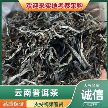 普洱茶散茶古树乔木小树勐海料40斤起包邮