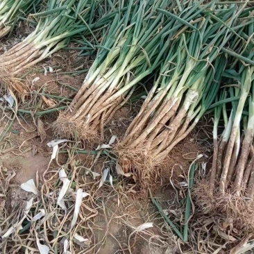 长白大葱河北长白大葱新鲜大葱产地直发量大价优