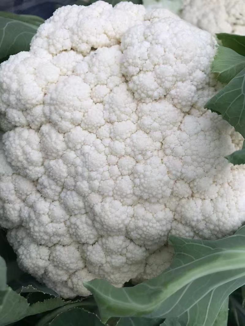 花菜松花菜散花安徽砀山松花菜产地直供货源充足