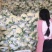 花菜松花菜散花安徽砀山松花菜产地直供货源充足