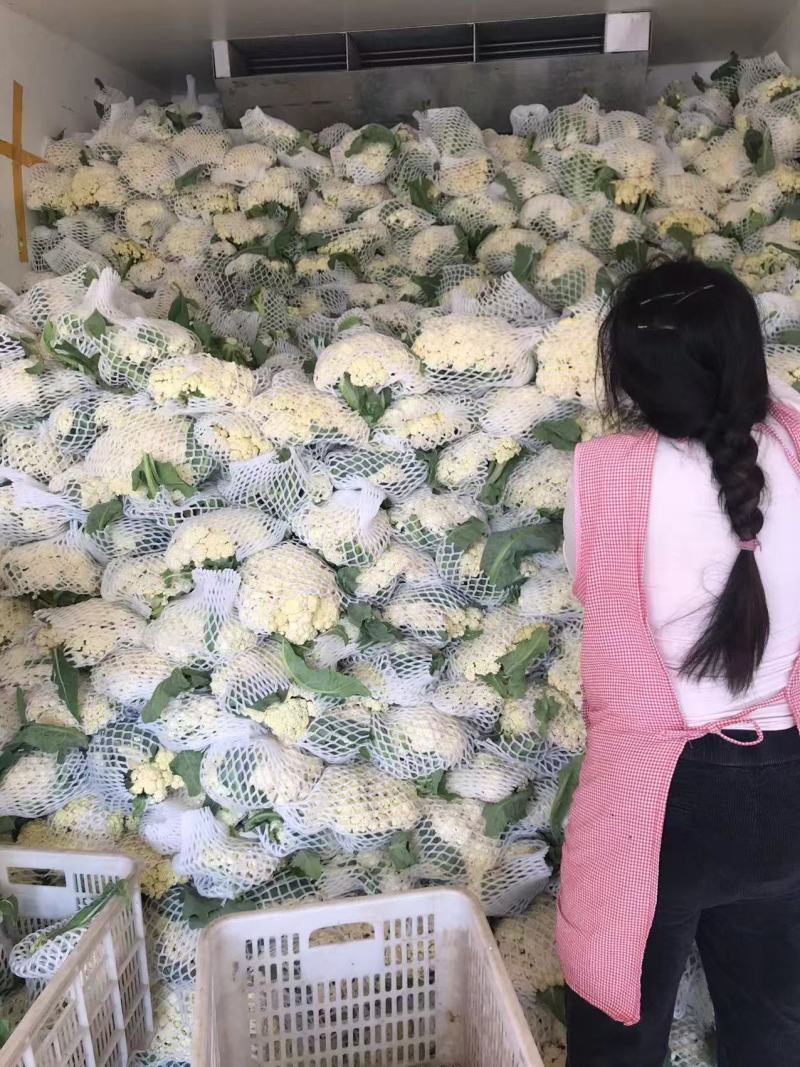 花菜松花菜散花安徽砀山松花菜产地直供货源充足