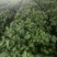 青叶紫苏冬天**稳定
