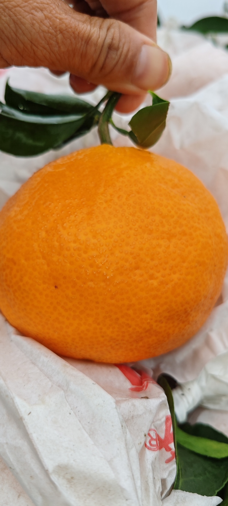 爱媛果冻橙正在大量上市中，有需要的老板欢迎在一亩田上联系