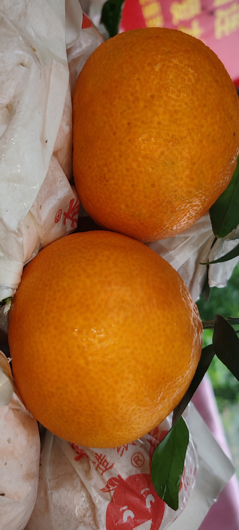 爱媛果冻橙正在大量上市中，有需要的老板欢迎在一亩田上联系
