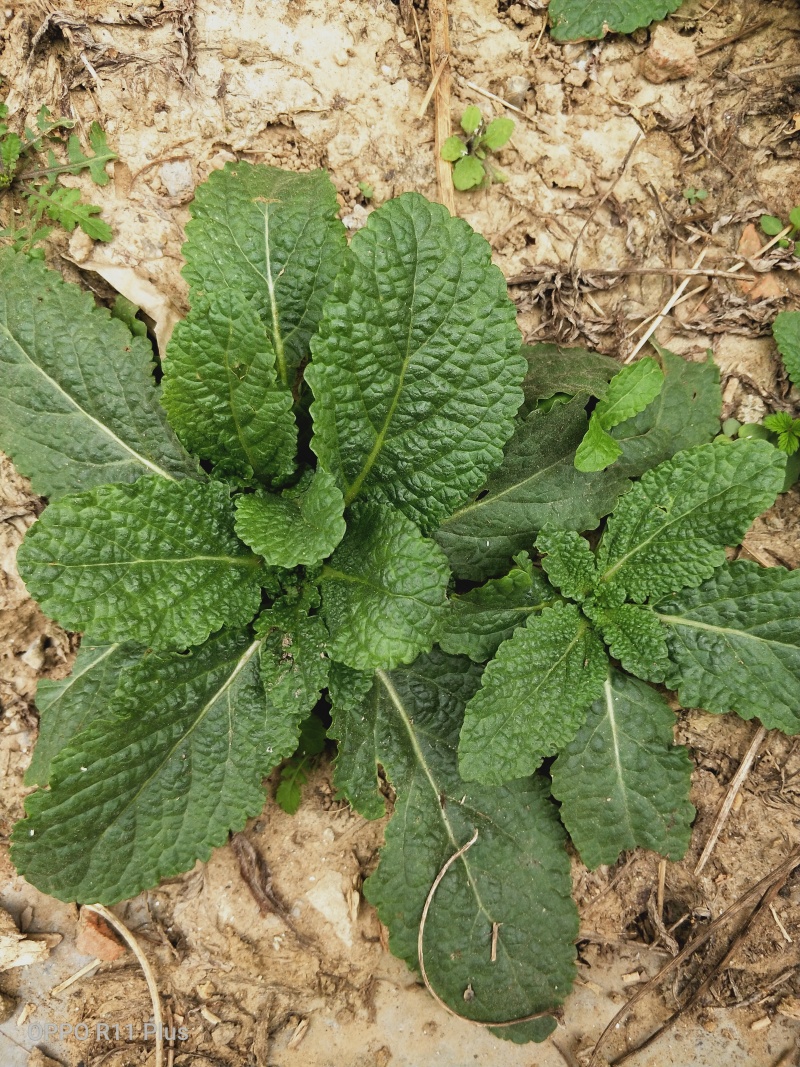 蛤蟆草，野生，色青味浓，产地直发，一手货源。批发零售。
