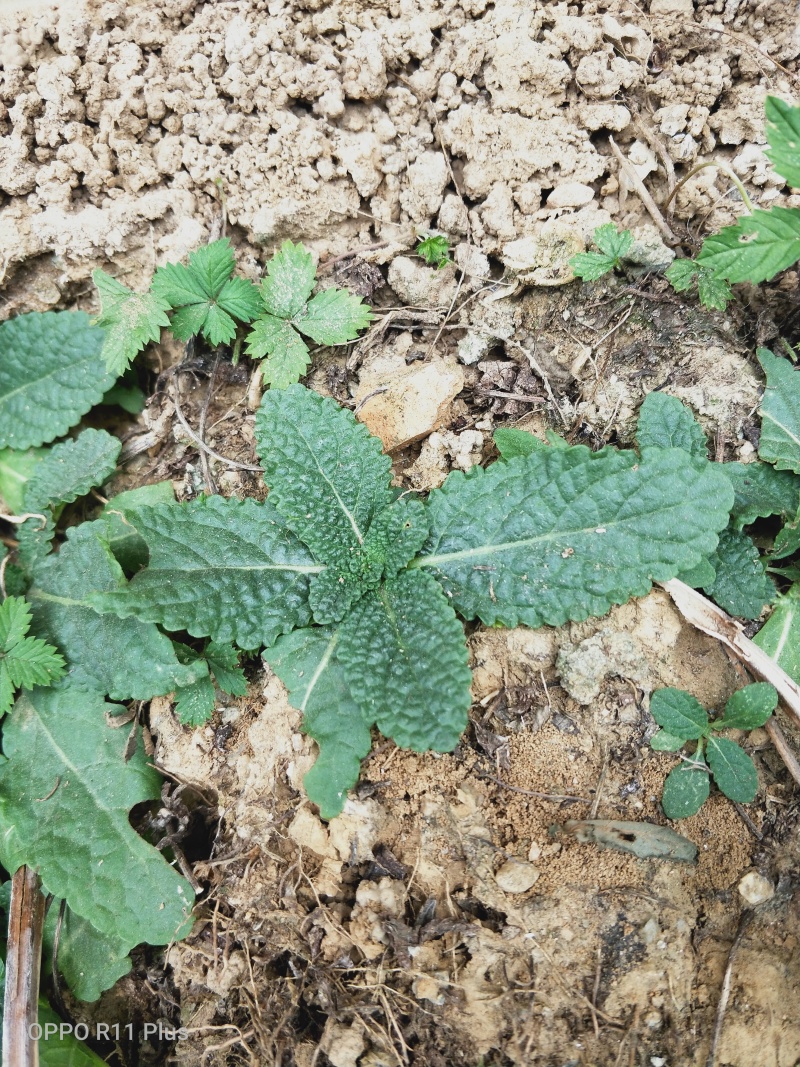 蛤蟆草，野生，色青味浓，产地直发，一手货源。批发零售。
