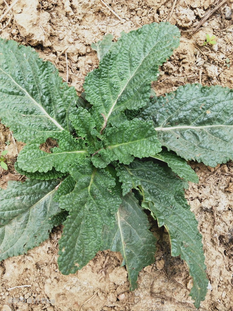蛤蟆草，野生，色青味浓，产地直发，一手货源。批发零售。
