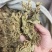 蛤蟆草，野生，色青味浓，产地直发，一手货源。批发零售。