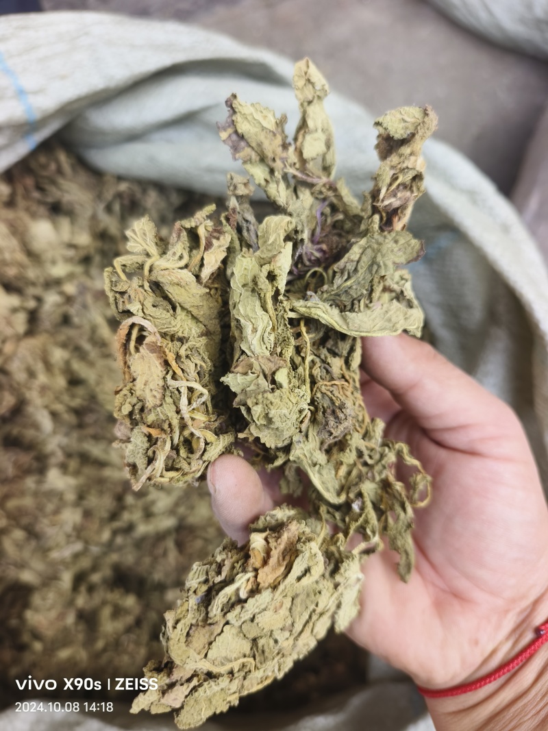 蛤蟆草，野生，色青味浓，产地直发，一手货源。批发零售。