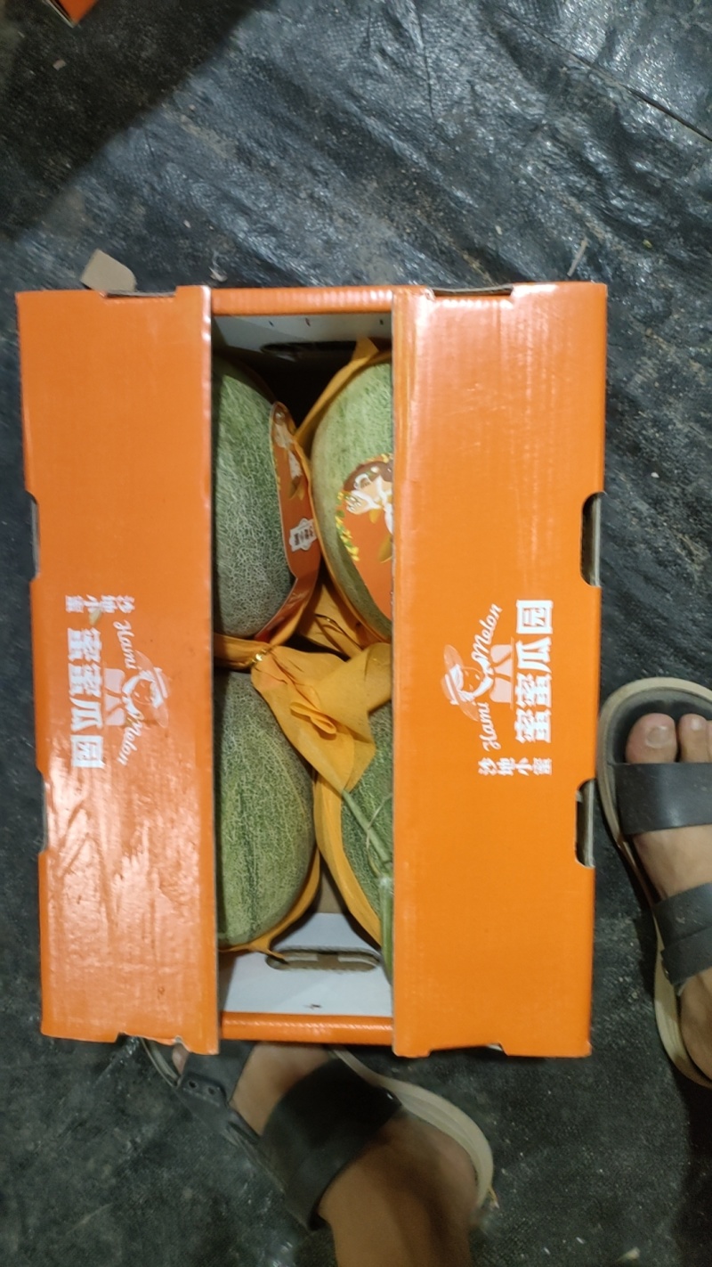 哈密瓜晓蜜25海南货源大量有货全国发货保质保量