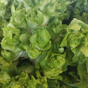 儿菜，娃娃头大量上市精品，需要的联系欢迎合作愉快。