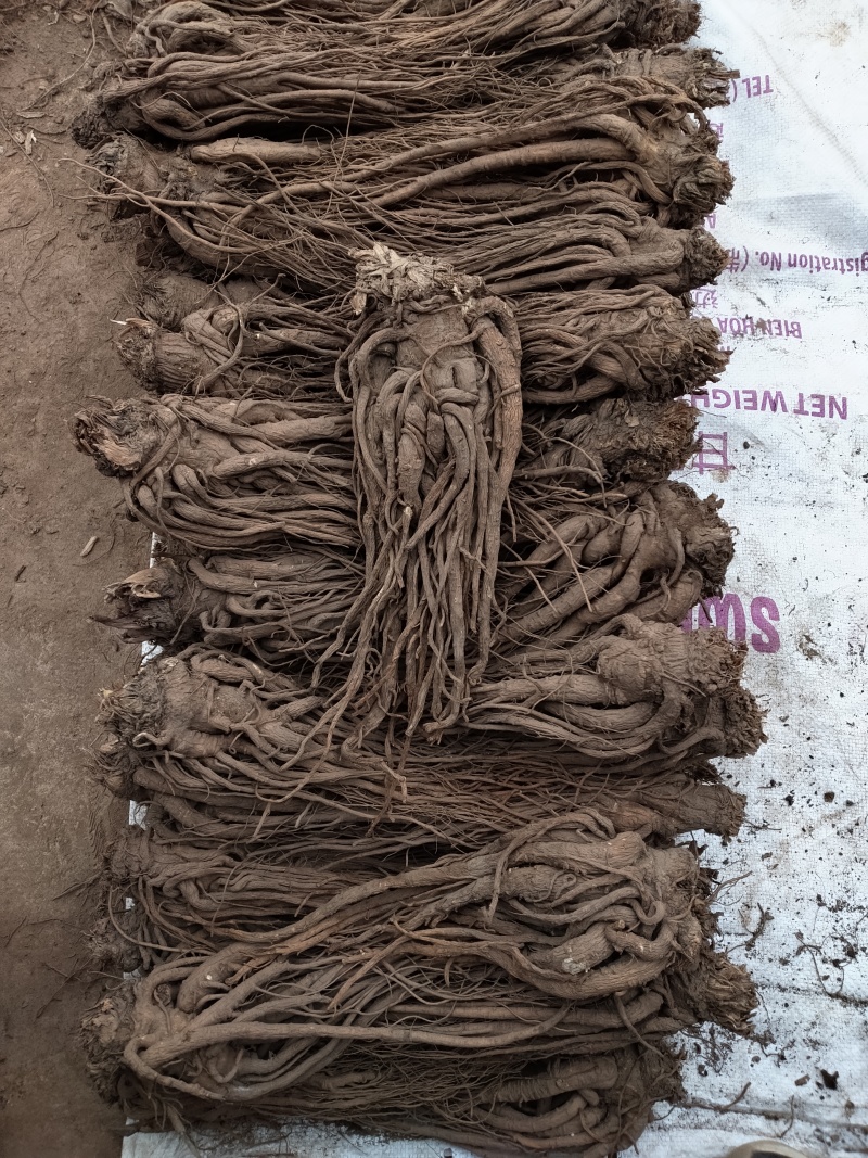 甘肃岷县原产地精选当归，无硫正品精品当归