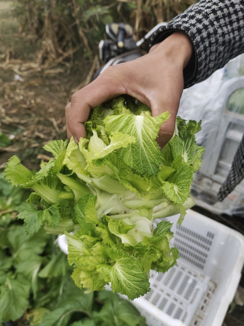 儿菜，娃娃头大量上市精品，需要的联系欢迎合作愉快。