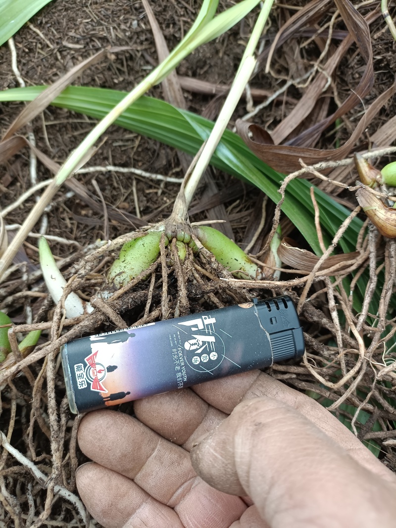 三叉白芨种苗紫花中宽叶白芨苗