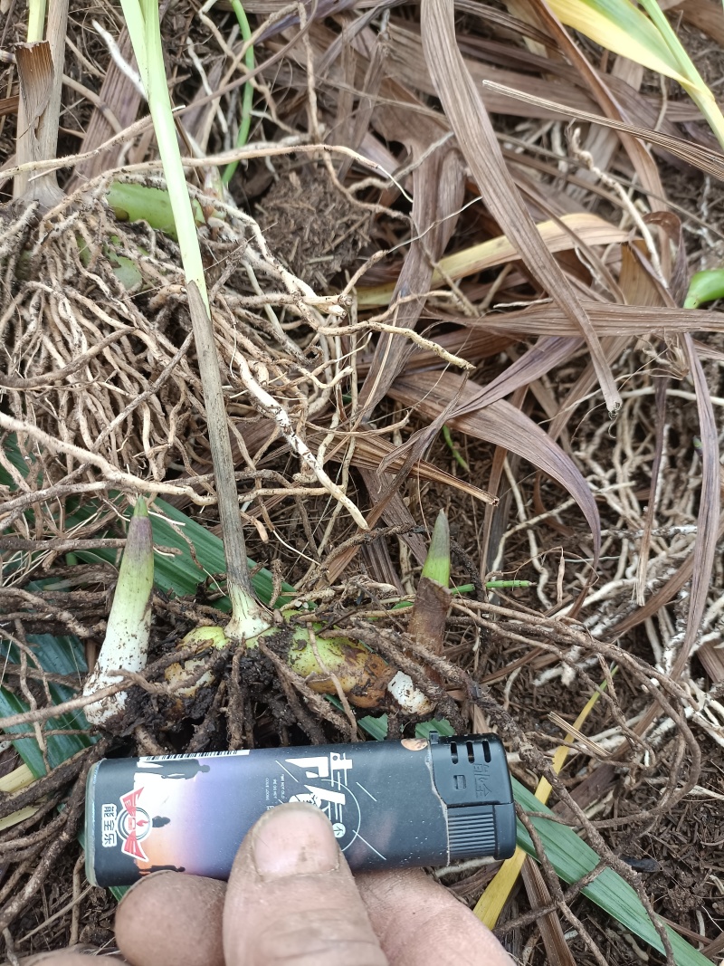 三叉白芨种苗紫花中宽叶白芨苗