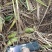 三叉白芨种苗紫花中宽叶白芨苗