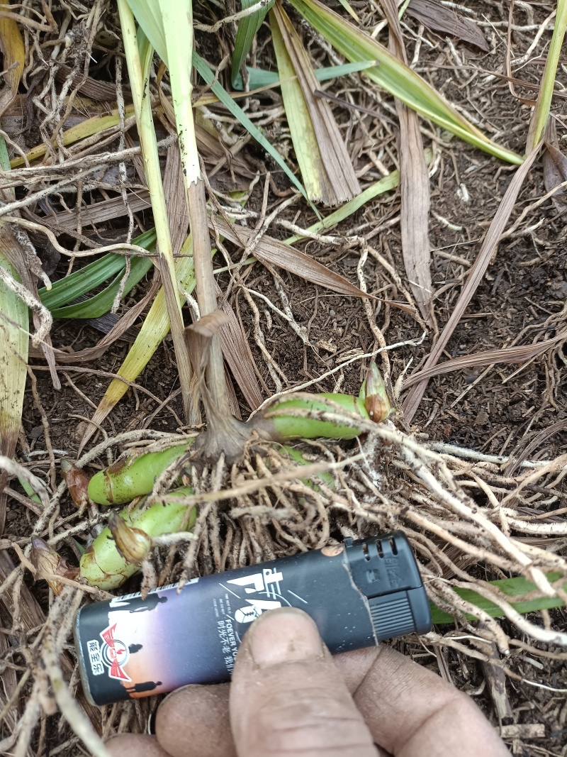 三叉白芨种苗紫花中宽叶白芨苗