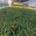 三叉白芨种苗紫花中宽叶白芨苗