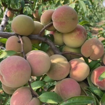 山东冬桃，脆甜，含糖17-18个糖，产地直发，量大质优