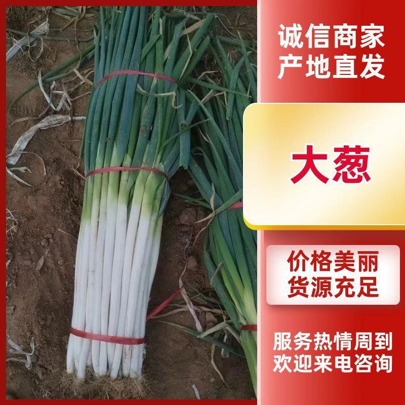 长白和铁杆大葱0.56元大量上市40cm以上，量大优