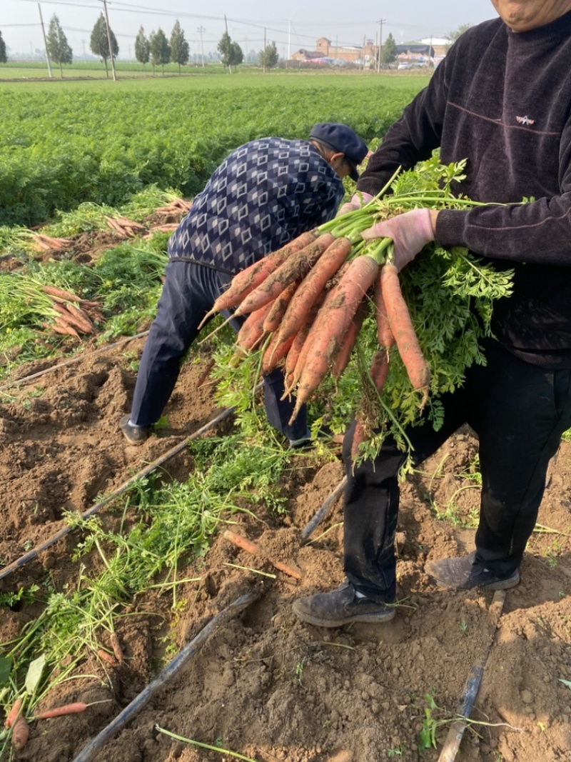 大荔县红萝卜沙地红萝卜水果红萝卜大量现货供应量大从优