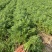 大荔县红萝卜沙地红萝卜水果红萝卜大量现货供应量大从优
