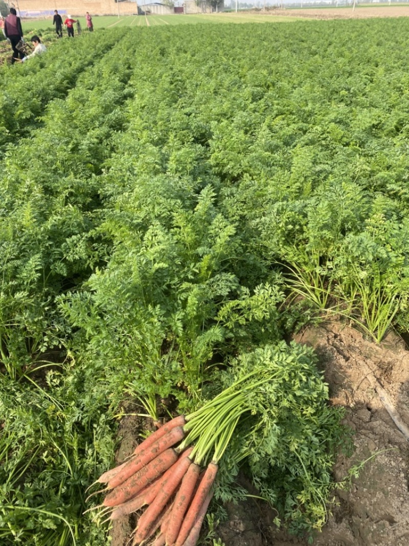 大荔县红萝卜沙地红萝卜水果红萝卜大量现货供应量大从优