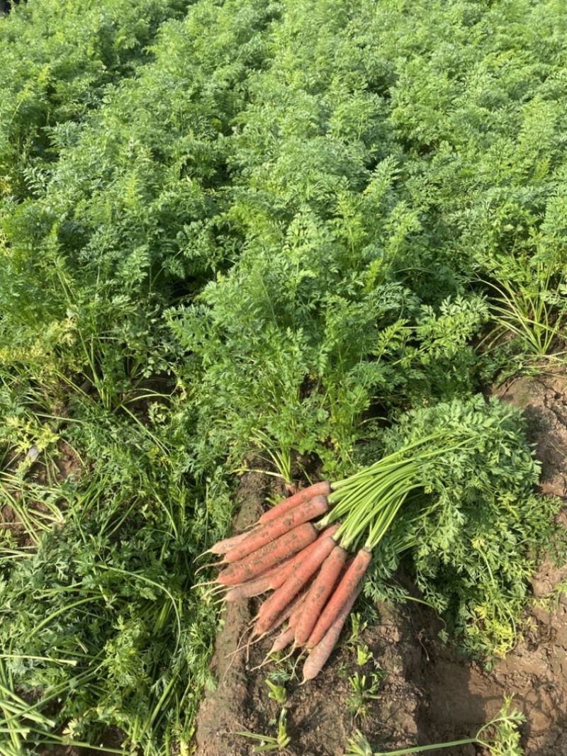 大荔县红萝卜沙地红萝卜水果红萝卜大量现货供应量大从优