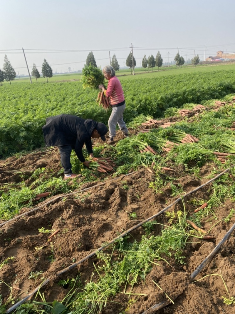 大荔县红萝卜沙地红萝卜水果红萝卜大量现货供应量大从优