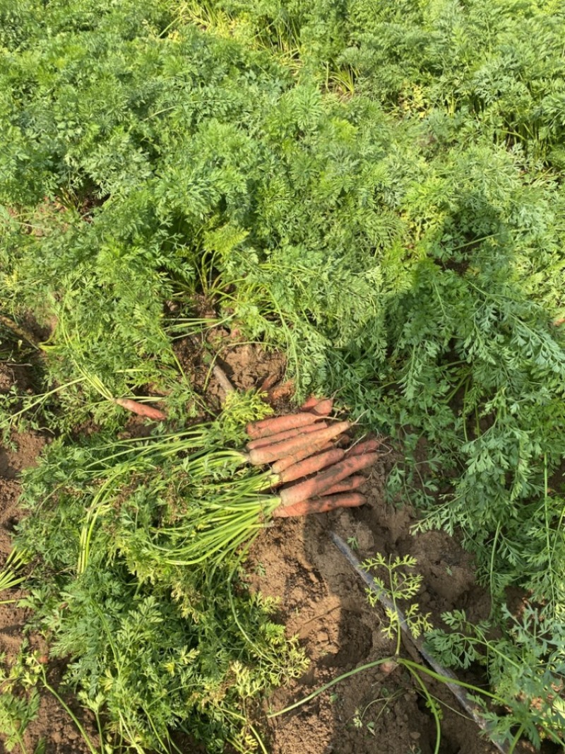 大荔县红萝卜沙地红萝卜水果红萝卜大量现货供应量大从优