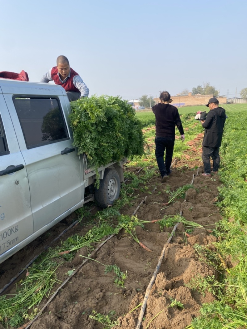 大荔县红萝卜沙地红萝卜水果红萝卜大量现货供应量大从优