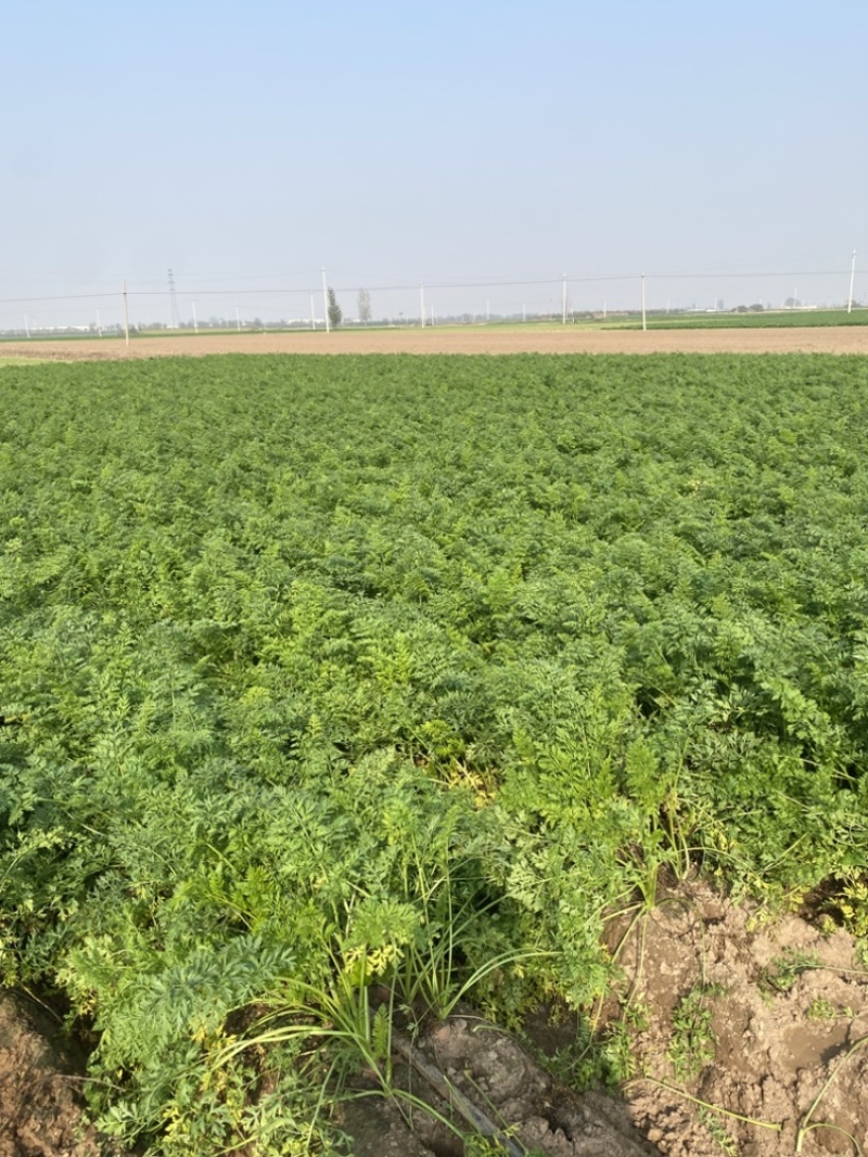 大荔县红萝卜沙地红萝卜水果红萝卜大量现货供应量大从优