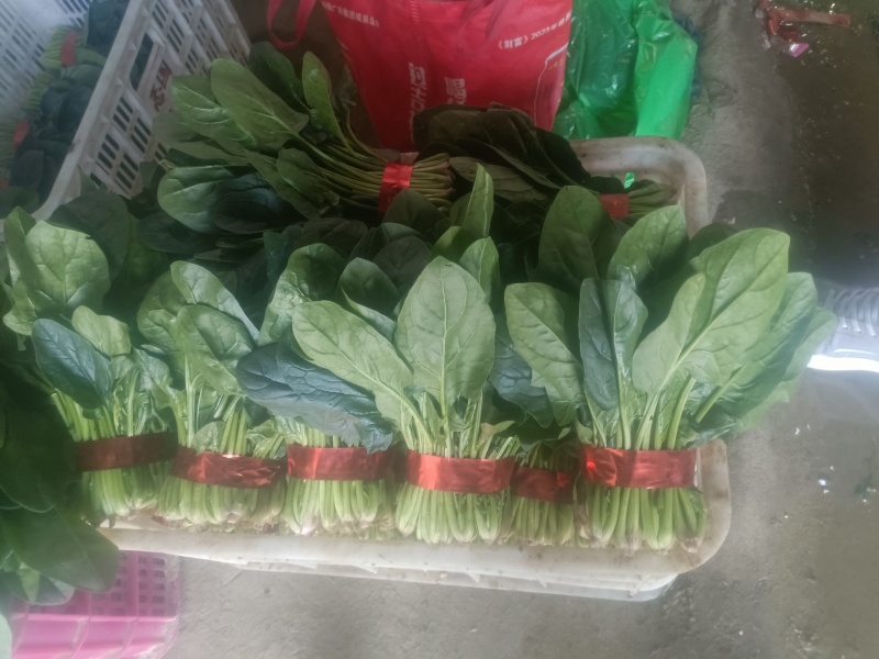 精品大叶菠菜供应全国各大市场商超