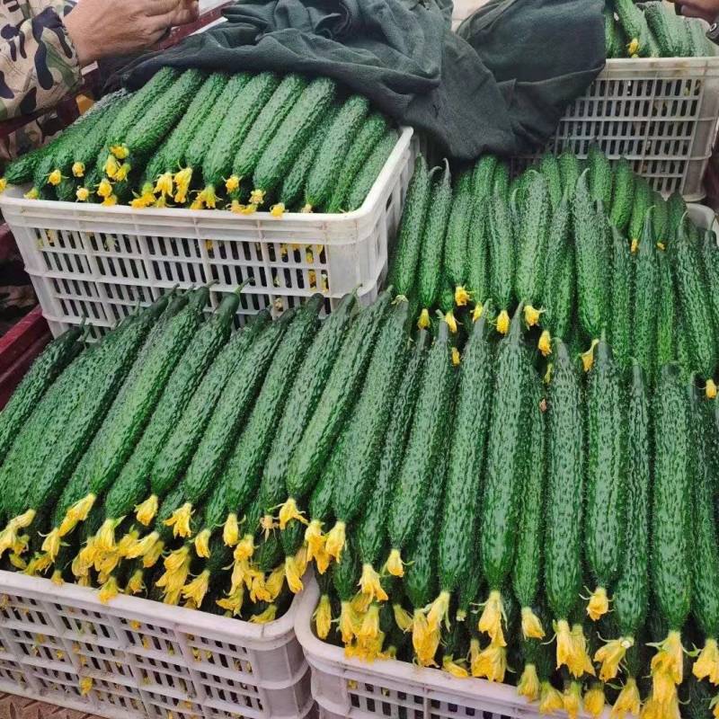 热卖安阳黄瓜大量上市，青瓜顶花，商超品质对接电商批发档口