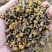 野菊花产新，品质保证，全国发货。