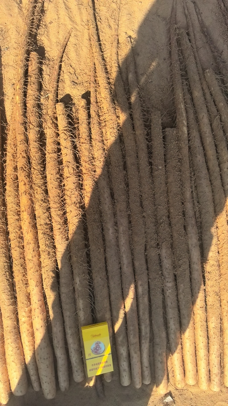 麻山药