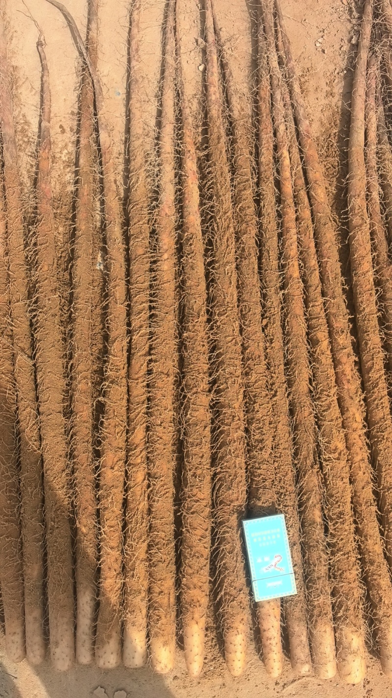 麻山药