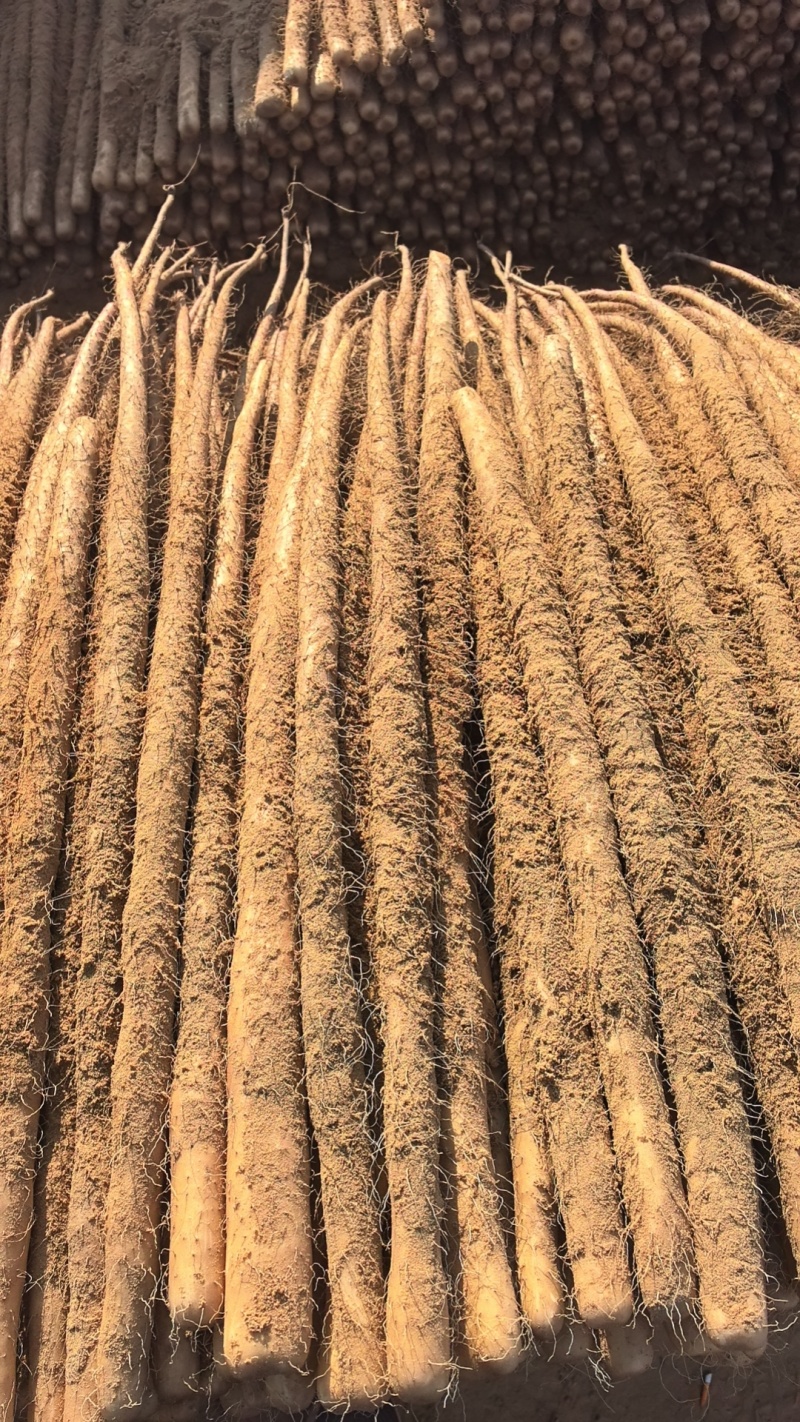 麻山药