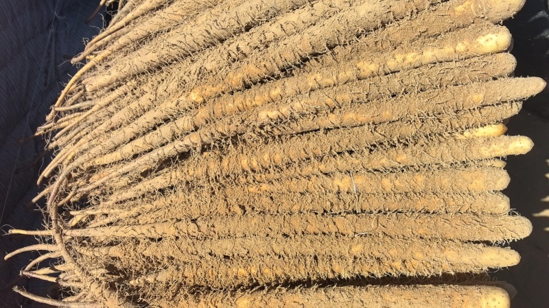 麻山药