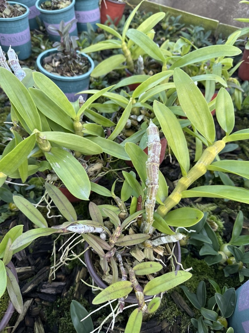 麝香石斛盆栽