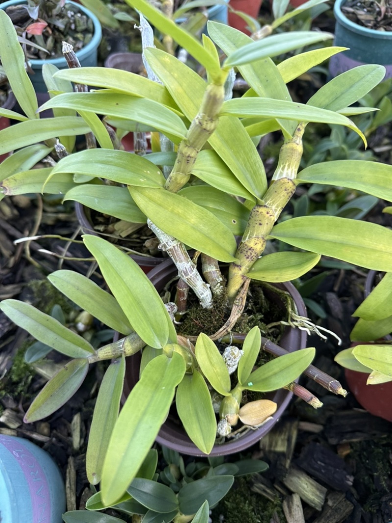 麝香石斛盆栽