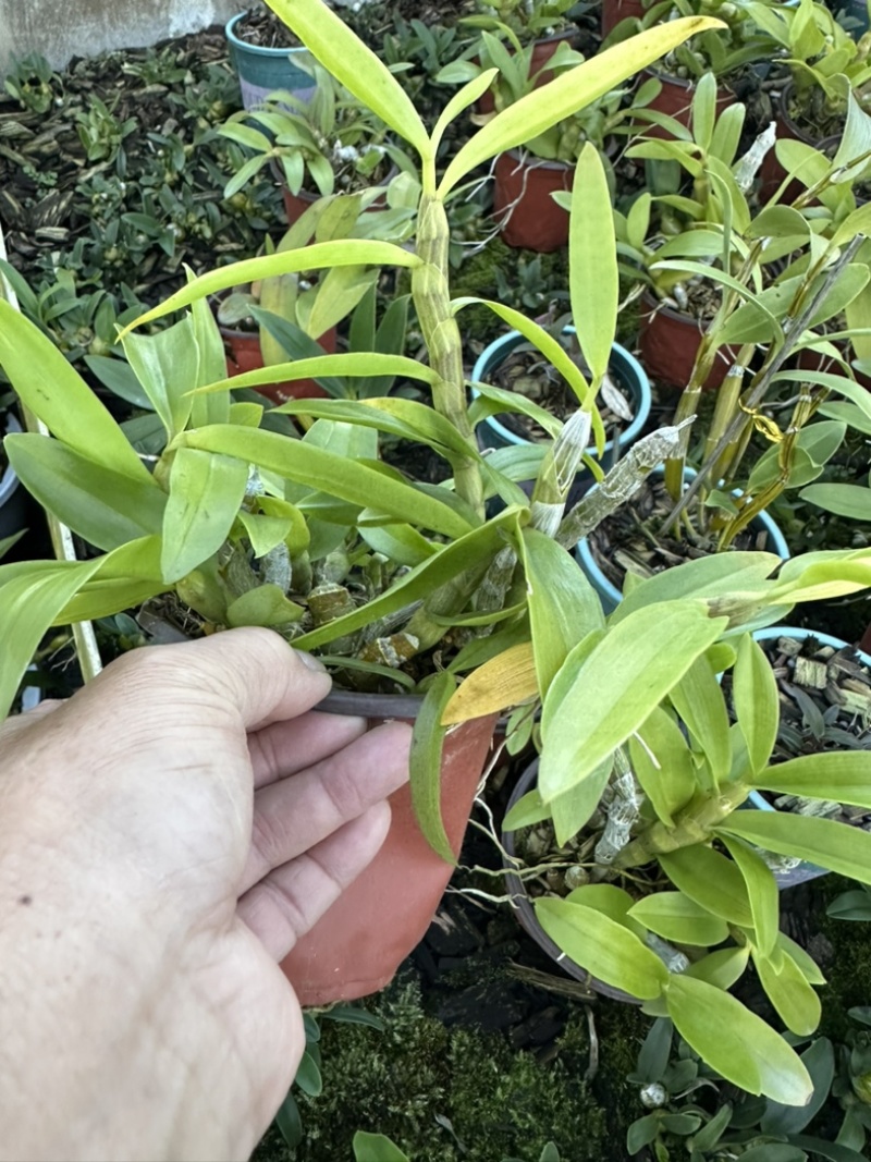麝香石斛盆栽