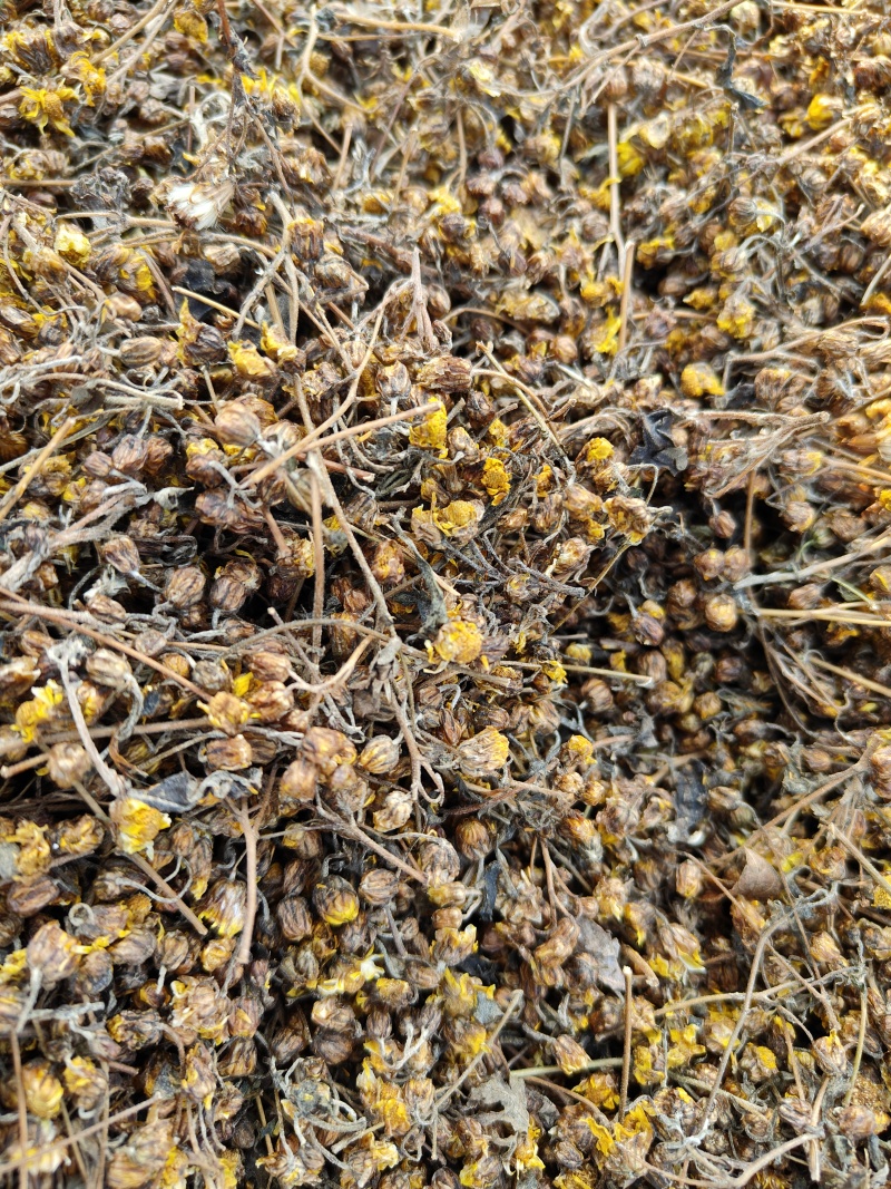 野菊花产新，品质保证，全国发货。