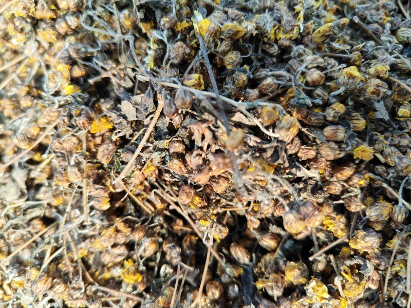 野菊花产新，品质保证，全国发货。