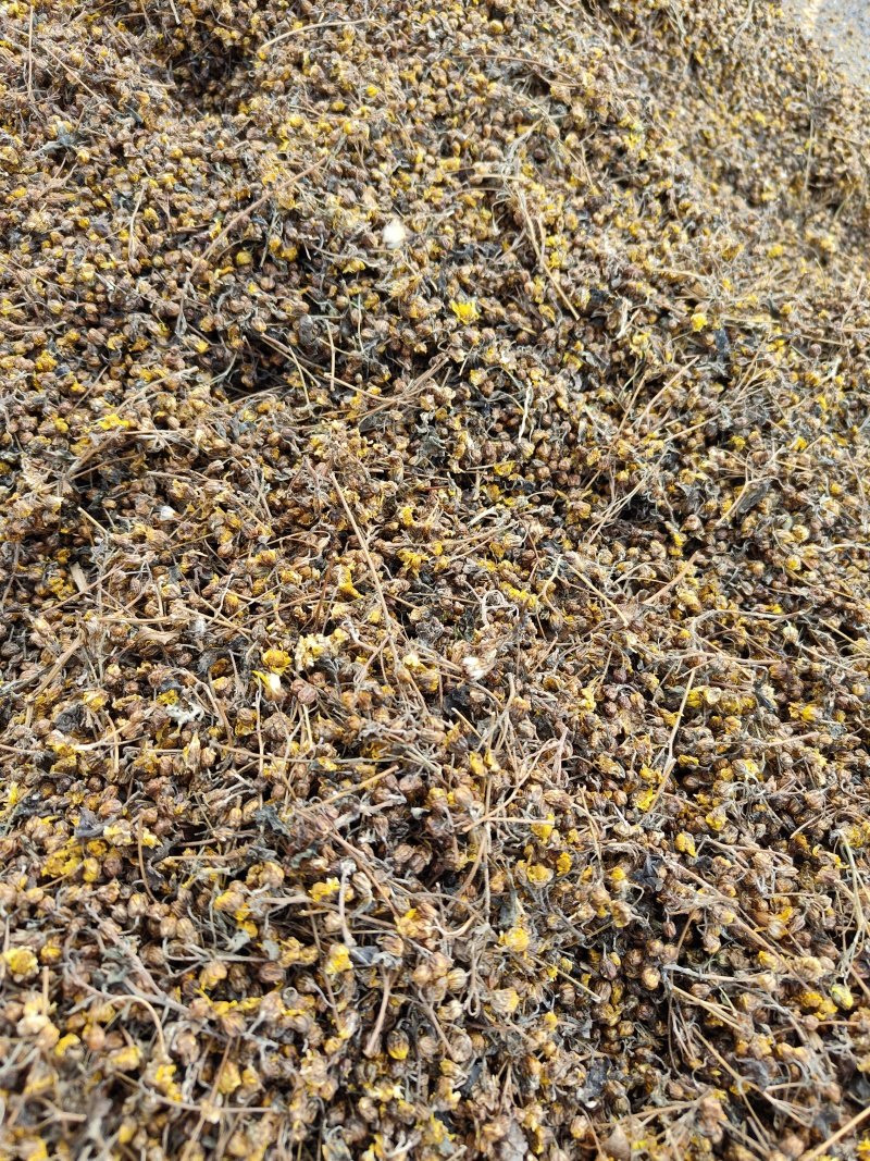 野菊花产新，品质保证，全国发货。