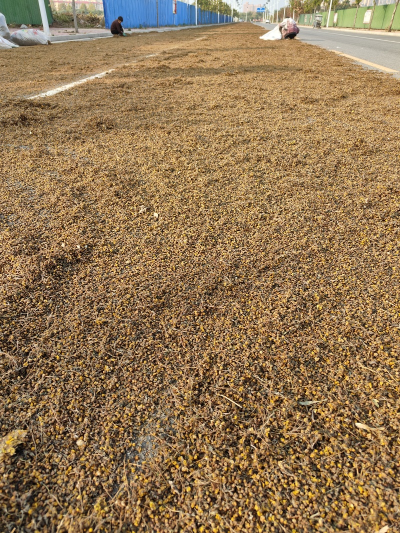 野菊花产新，品质保证，全国发货。