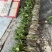 球花石斛木桩