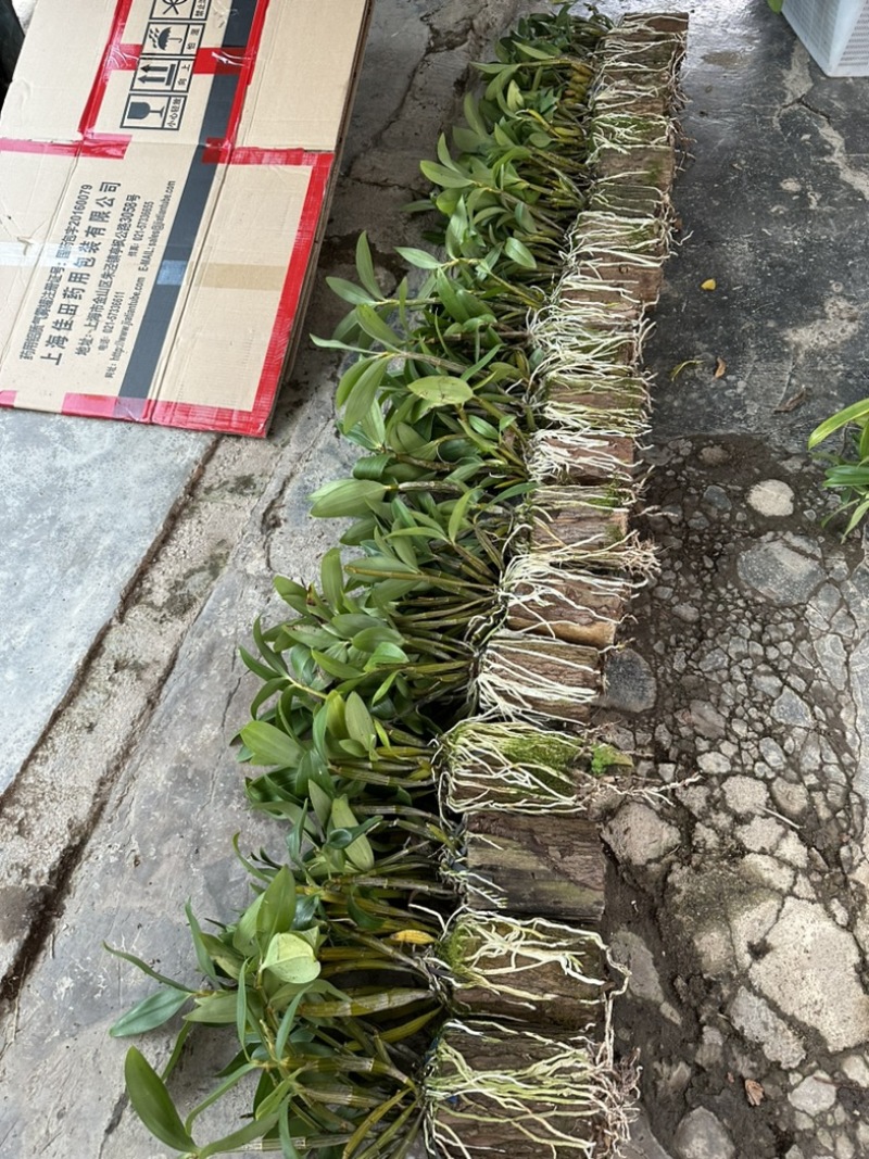 球花石斛木桩