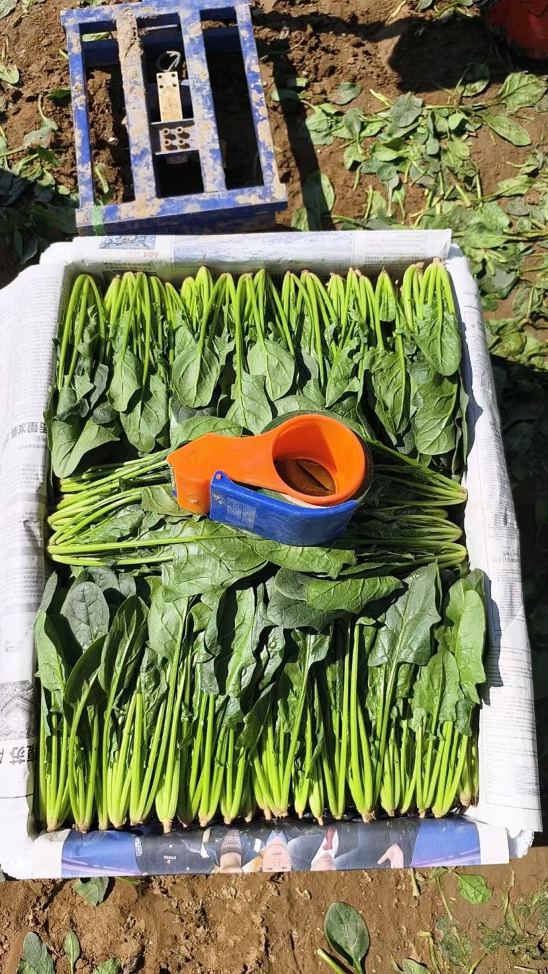 菠菜长期供应电商平台，市场，商超，加工厂，可长期合作