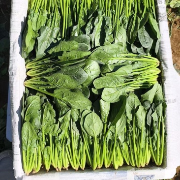 菠菜长期供应电商平台，市场，商超，加工厂，可长期合作